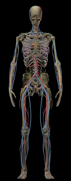 Hologram of human body