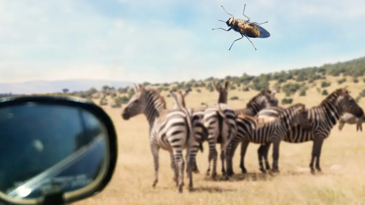 A tsetse fly on a car window in Akagera Park Safari, Rwanda