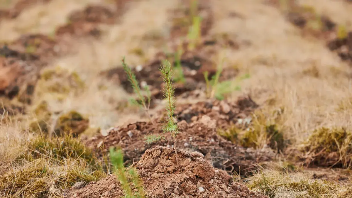 One of hundreds of newly planted tree saplings at the University's land at Drumbrae, Stirlingshire