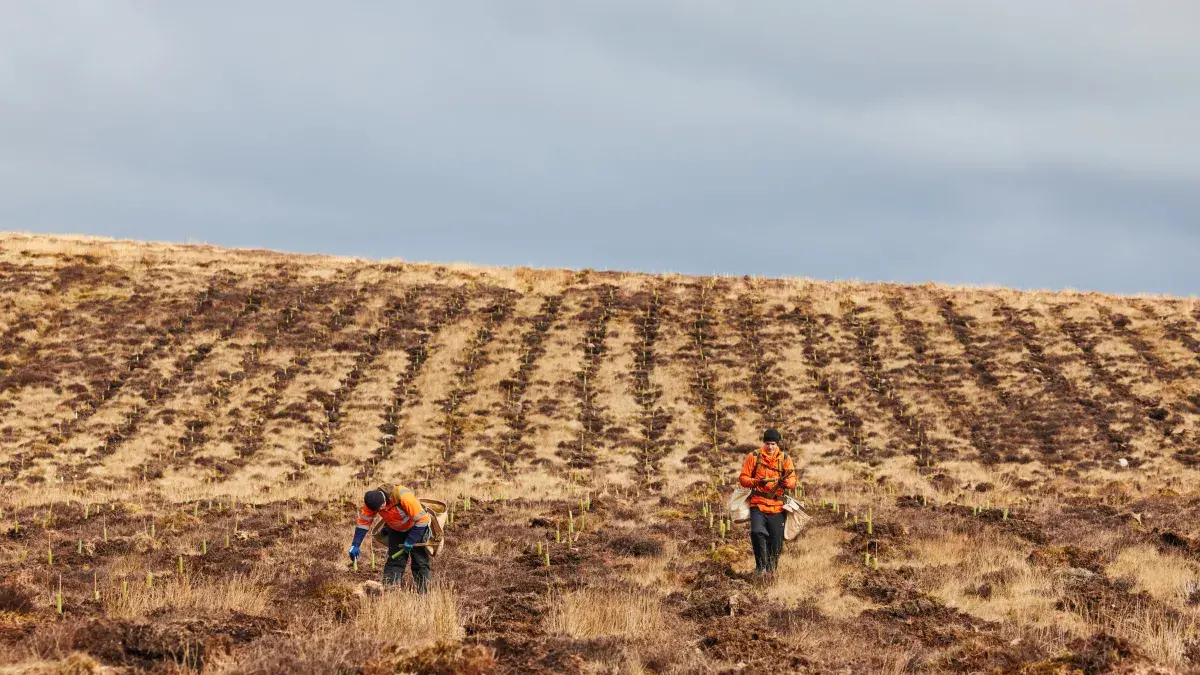 Two workmen plant hundreds of tree saplings at the University's land at Drumbrae, Stirlingshire