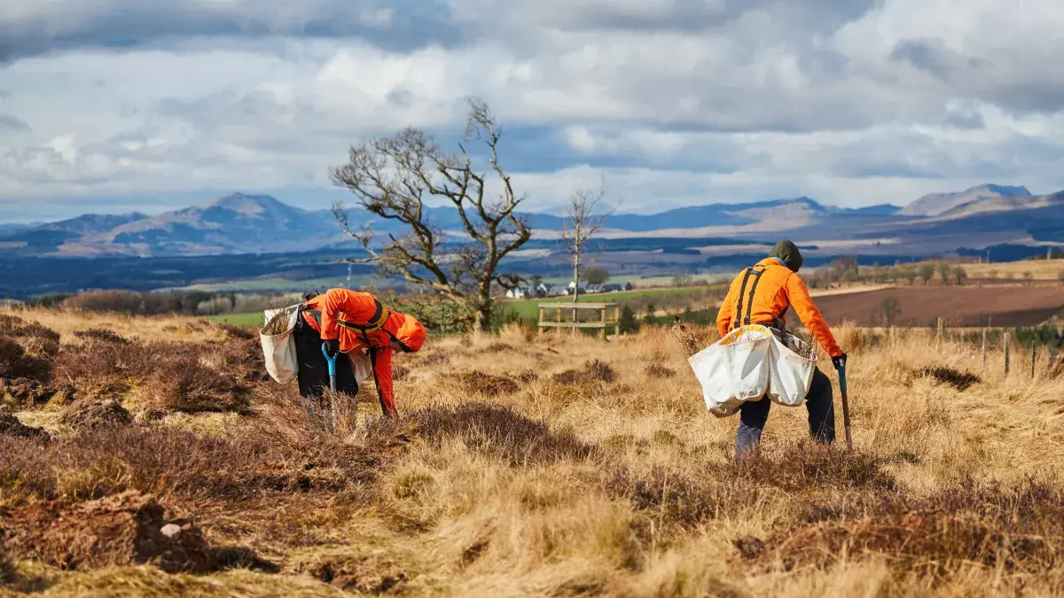 Two workmen plant saplings at the University's land at Drumbrae, Stirlingshire