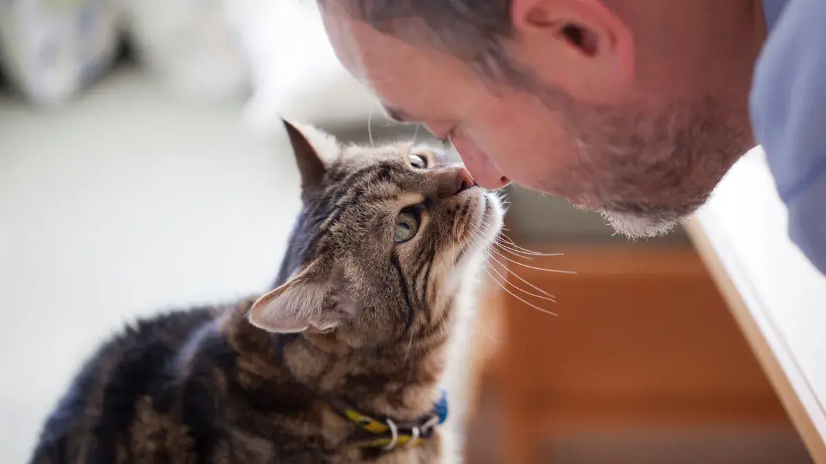 Tabby cat nose to nose with older human male