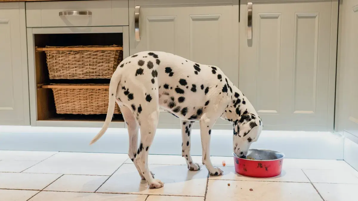 Dalmatian dog eating dinner in the family kitchen