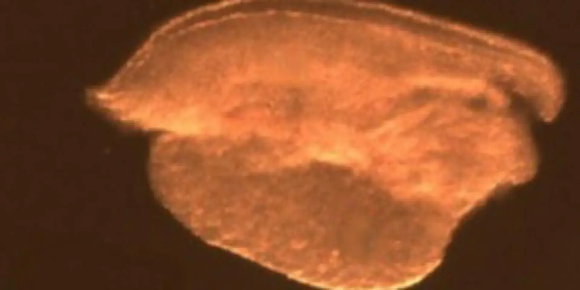 Case study: Culture technique for fetal mouse ovaries