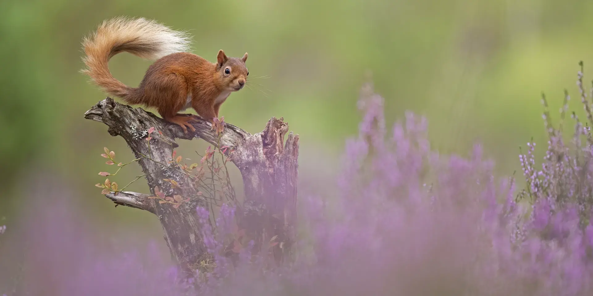 Red squirrel sitting on a tree stump with heather in the foreground