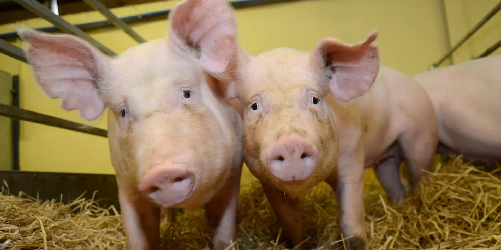 PRRS-resistant pigs in enclosure with straw looking into the camera