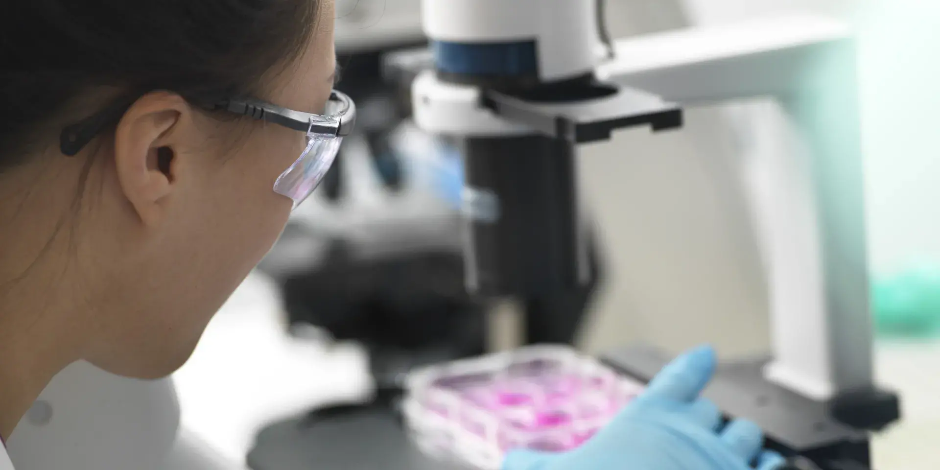 Female scientist placing multi well plate containing cells under microscope in laboratory