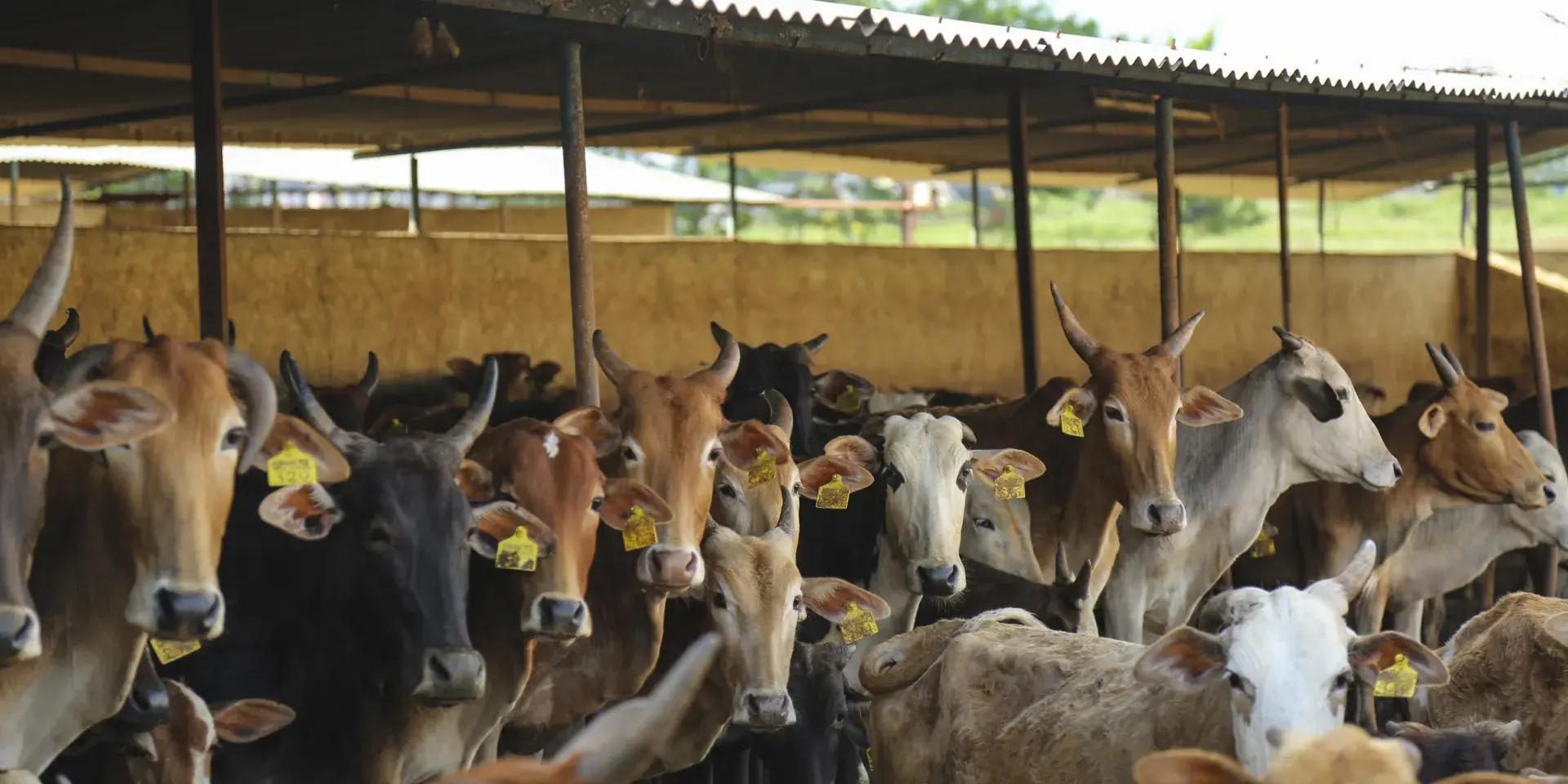Cattle pictured under shelter with yellow tags in ears