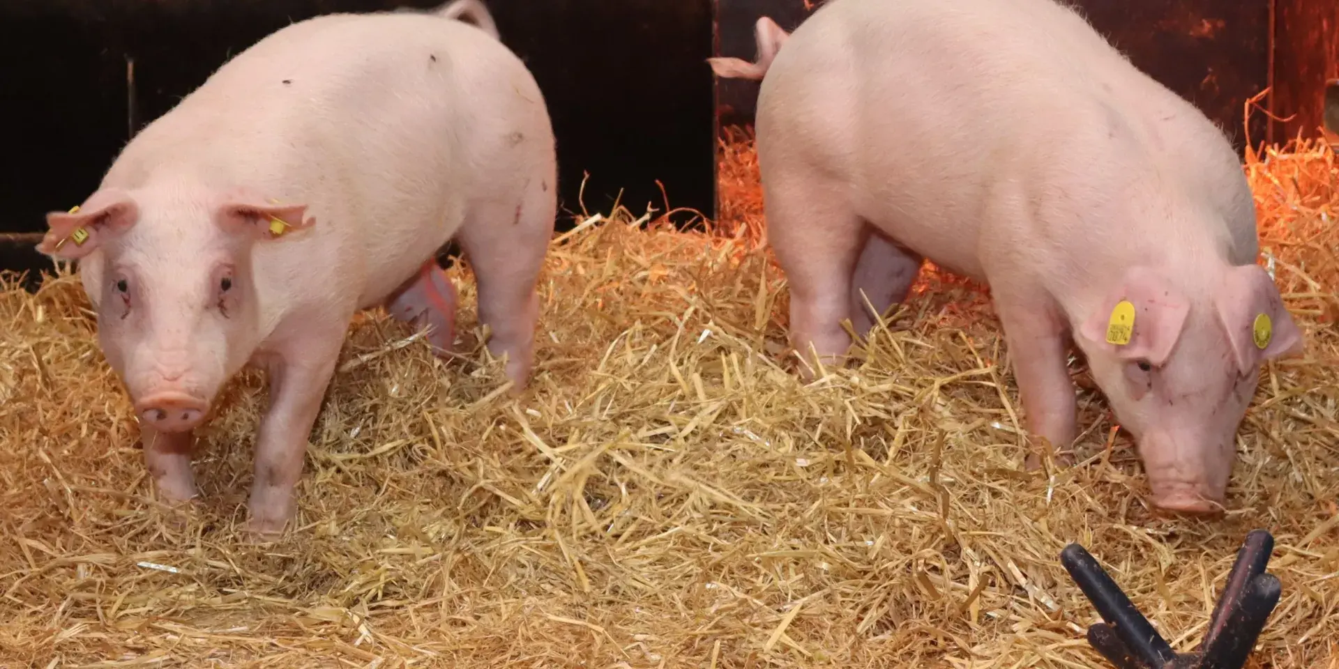 Two gene-edited pigs resistant to classical swine fever