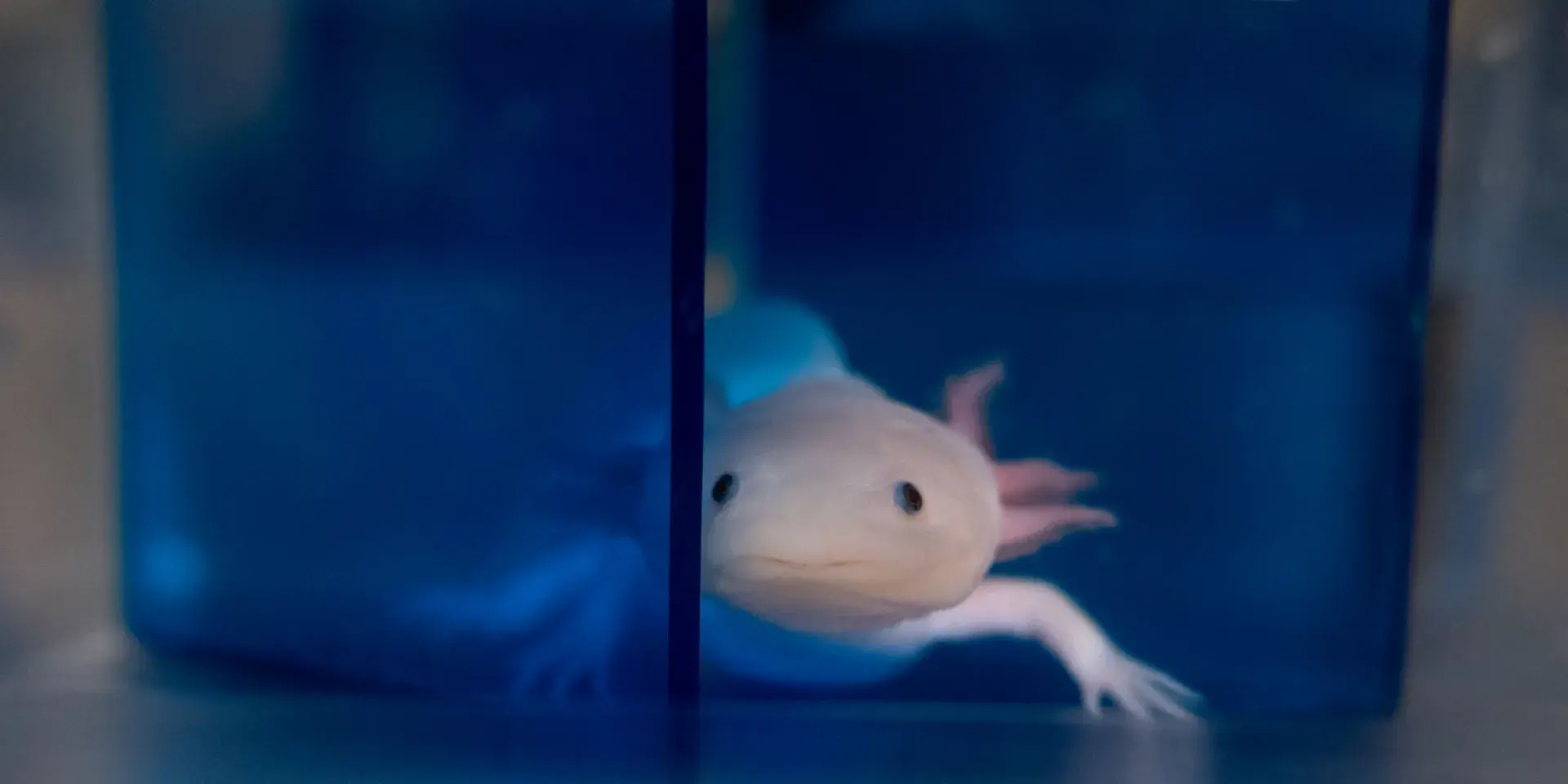 Axolotl pictured in water tank looking out from blue tunnel