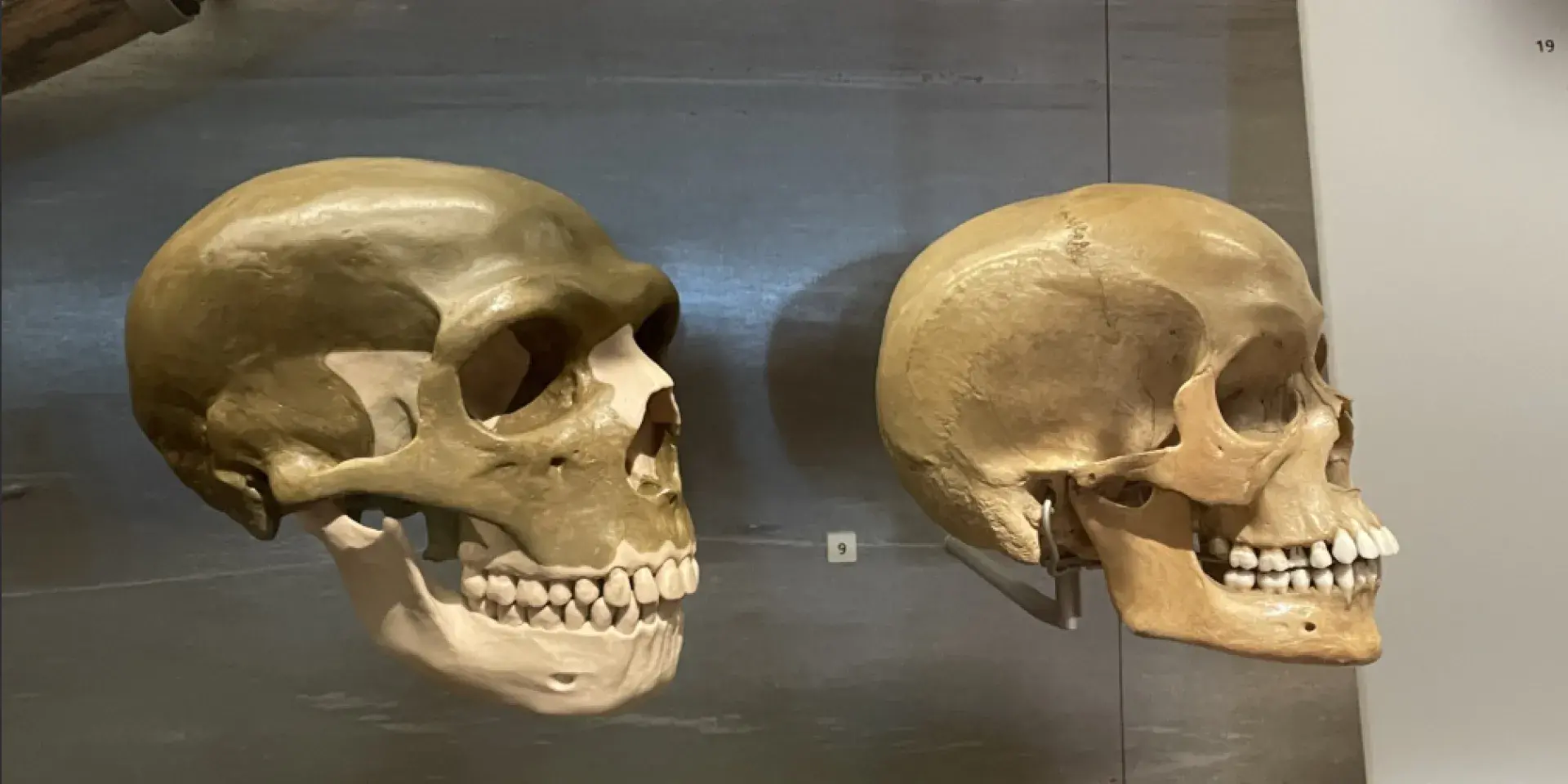 A human and a Neanderthal skull pictured at the National Museum of Scotland
