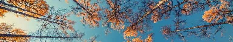 Global landing - treetops