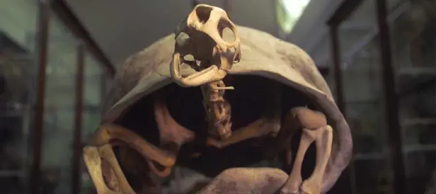 Natural History Collections