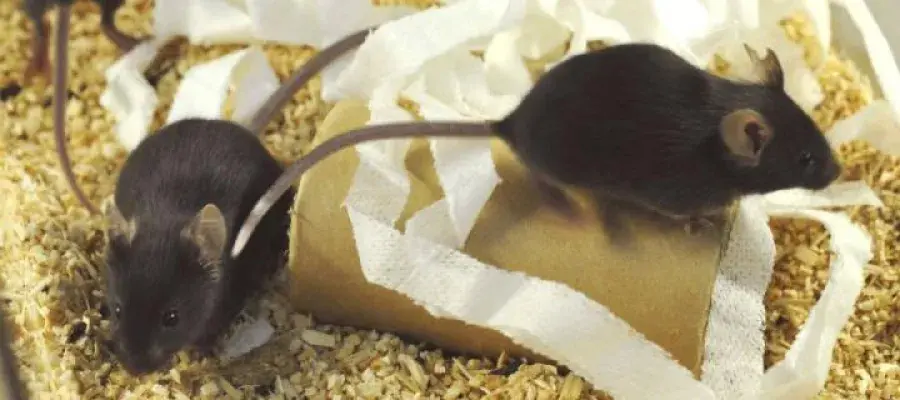 Animal welfare and ethics