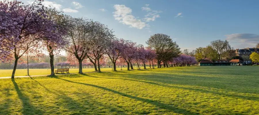 The Meadows  [Chris Close]