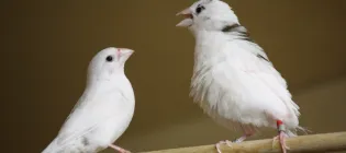 Image of two white small birds facing each other