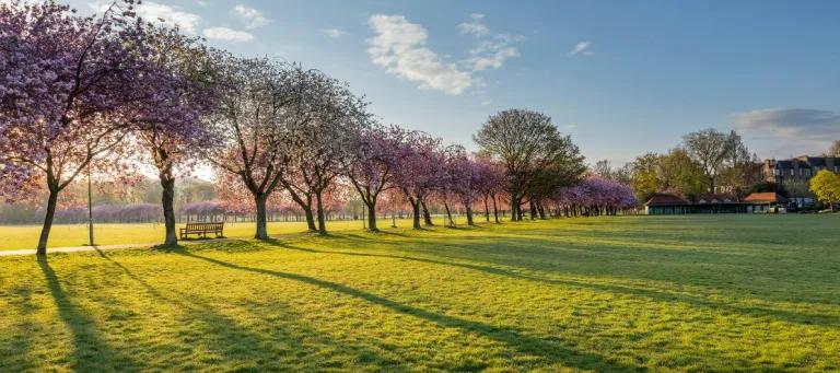 The Meadows  [Chris Close]