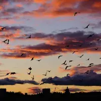 The silhouette of birds flying across a sunset skyline