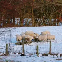 Sheep huddled around a feeding trough in a snowy field
