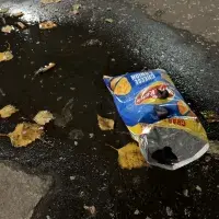 EFC student photo comp Birds 1. Birds 2. Xinlu Cao