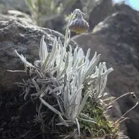 EFI student photo comp 2022 - Nicolas Ruiz - Frailejón y Nevados