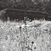 EFC student photo comp Don’t Cry Over Spoilt Film Lucy-Jane Allen