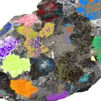 EFC student photo comp Lichen Alex Porter