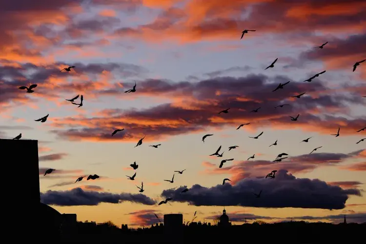 The silhouette of birds flying across a sunset skyline