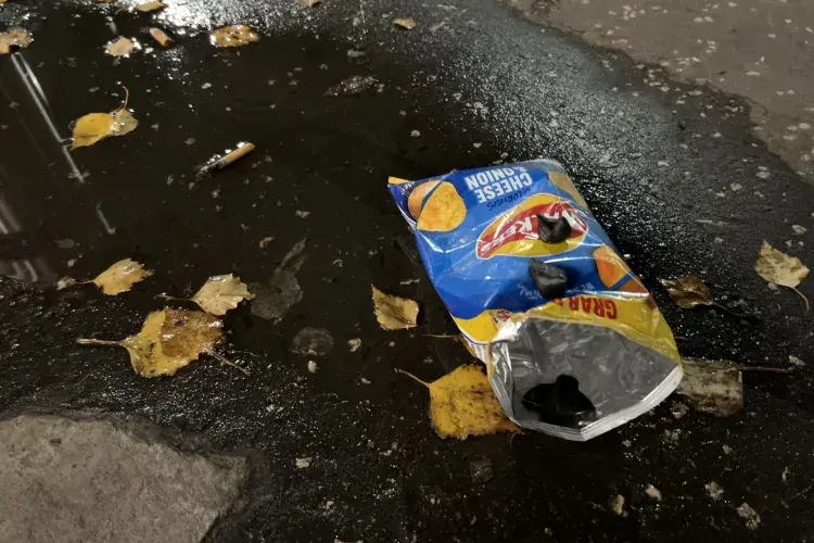 EFC student photo comp Birds 1. Birds 2. Xinlu Cao