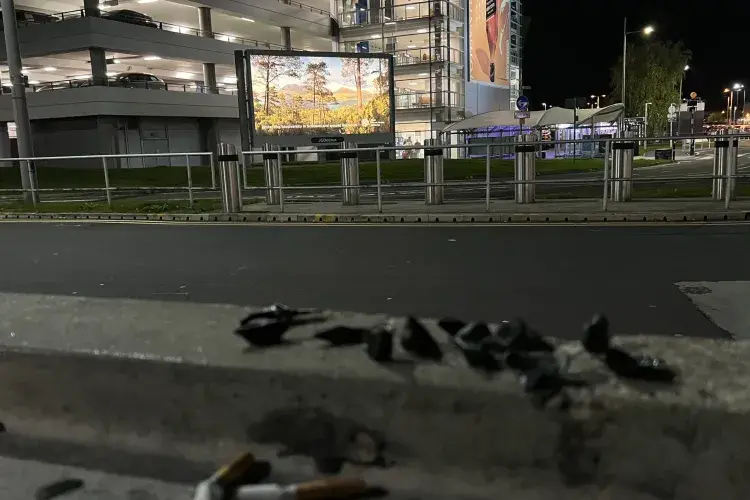 EFC student photo comp Birds 1. Birds 2. Xinlu Cao