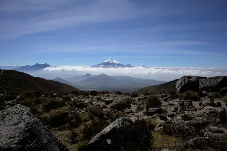 EFI student photo comp 2022 - Nicolas Ruiz - Frailejón y Nevados