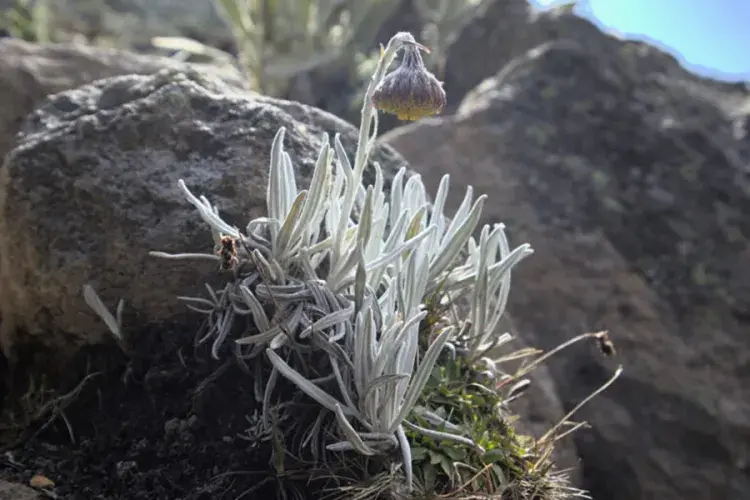 EFI student photo comp 2022 - Nicolas Ruiz - Frailejón y Nevados