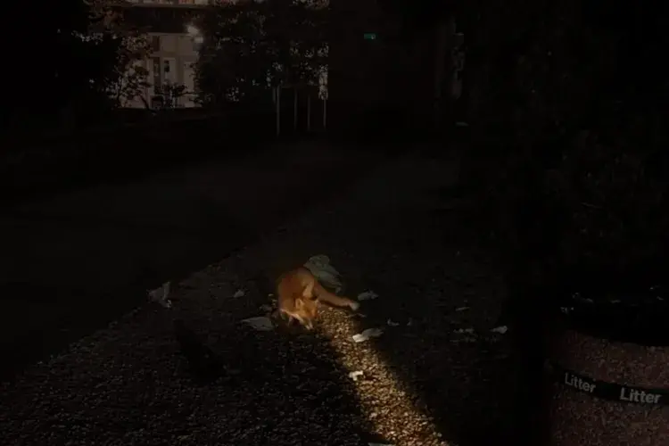 EFC student photo comp Fox Comes Out of the Forest Xinlu Cao