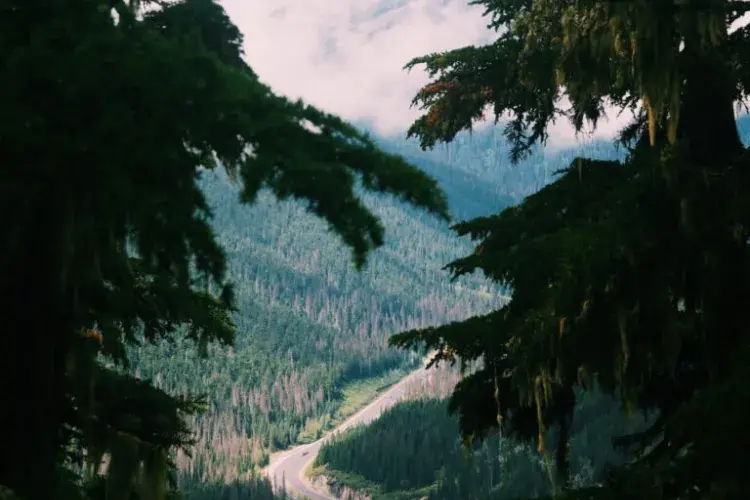 EFI student photo comp 2022 - Ash Tomkins - Mushroom. Athabasca. Highway to…