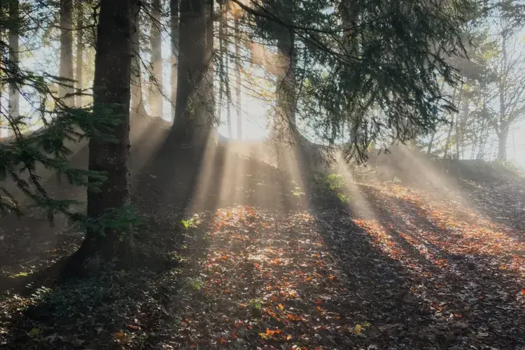 EFC student photo comp Nature In The Spotlight: ‘Look at that beauty’ says the sun Maëlle Tholome