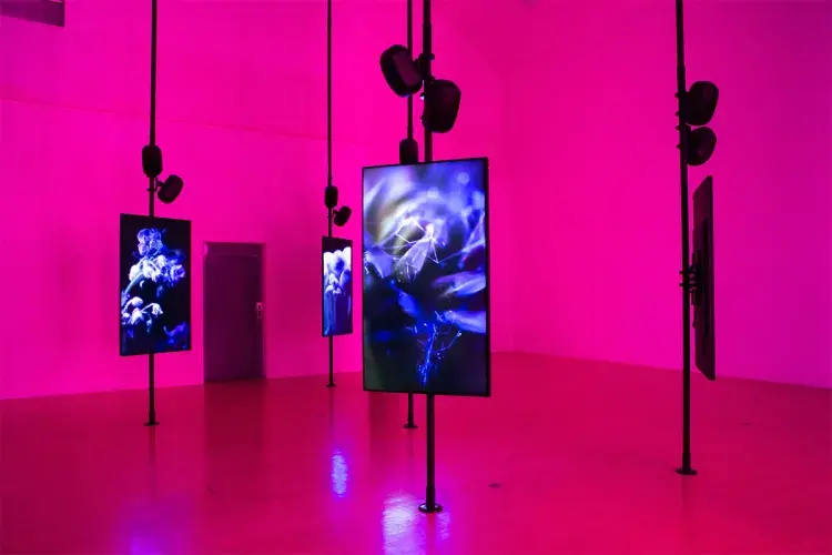 Talbot rice - Angelica Mesiti