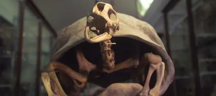 Natural History Collections