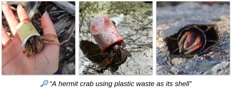 Three images of hermit crabs using plastic waste as their shells, from the iNaturalist citizen science website