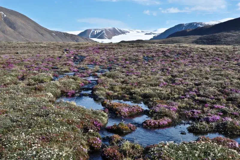 Tundra plants can eek out an existence in the very short summers of the Canadian High Arctic such as here on Ellesmere Island, Nunavut. Credit- Anne Bjorkman