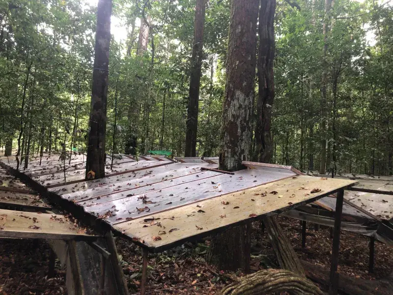 Ground-level image of a study area in the Amazon rainforest, with rows of transparent panels to redirect water away from trees.