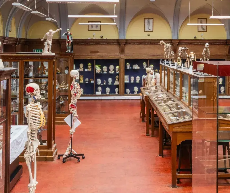 An image of display cases of anatomical remains in the University of Edinburgh's Anatomy Museum